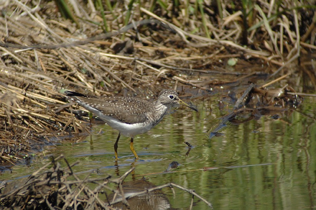 Sandpiper, Solitary, 2007-05039003 Broad Meadow Brook, MA.JPG - Solitary Sandpiper. Broad Meadow Brook Wildlife Sanctuary, MA, 5-3-2007